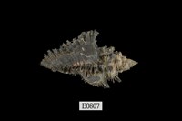 藏品(黑千手螺)的圖片